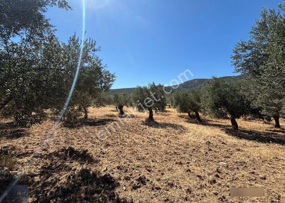 Mera Emlaktan Tuzcumurat Mh. 100 Binlik İmarda 8.190m2 Zeytinlik