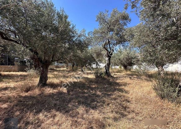 ▀▄mera Emlaktan Zeytinli Köyünde 239 M2 Emsalsiz İmarlı Arsa