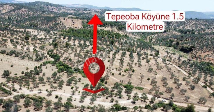 Mera Emlak'tan Havran Tepeoba Müstakil Tapulu 1800 M2 Zeytinlik