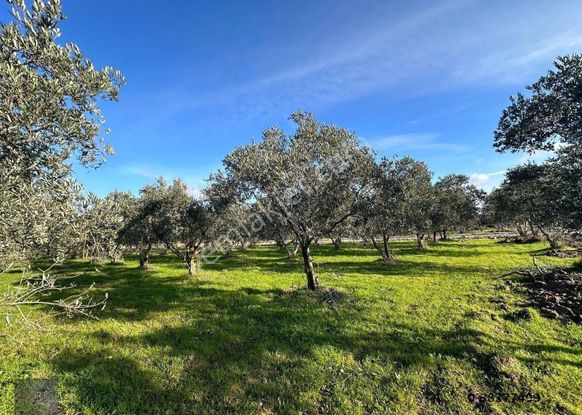 Mera Emlak'tan Çıkrıkçı Mevki %40 4 Kat İmarlı 8 Dairelik Arsa