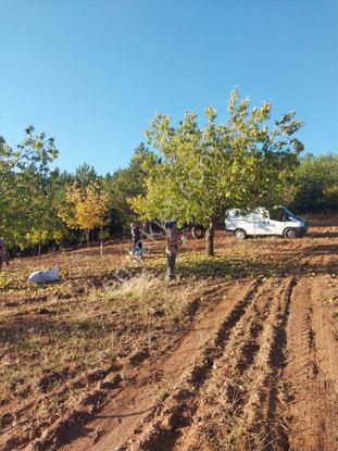 Balcity - Balıkesir Bigadiç'de Asfalt Yola Cephe 6.950 M2 Meyve Bahçesi Yatırım Fırsatı