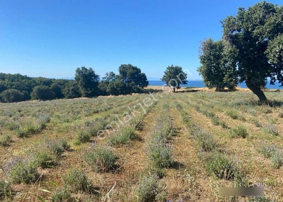 Kaplan İnş.& Gayrimankul Den Çanakkale Biga Güvemalanda Lavanta Bahçesi Satılık