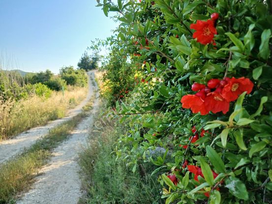 Herşeyi Hazır Çiftlik Yol, Su, Elektrik Var, Kelepir Fiyat