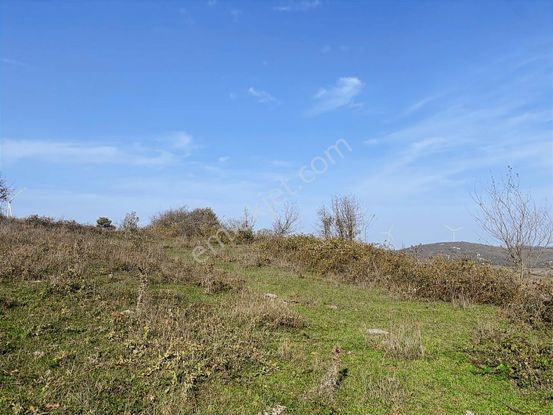 Korubaşı Satılık Tek Tapu Tarla