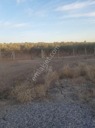 22 Dönüm Zeytin Bahçesi