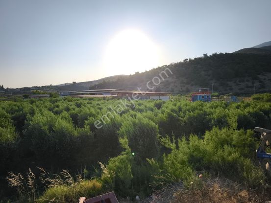 Aydın Söke Tuzburgazı Girişinde Satılık Zeytinlik