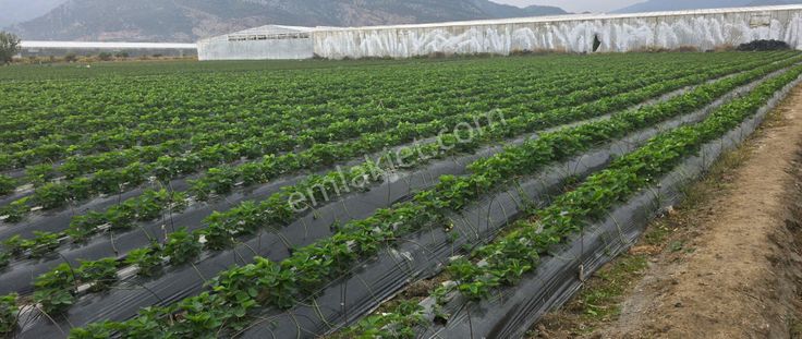 Mersin Anamur Kalınören Satılık Tarla