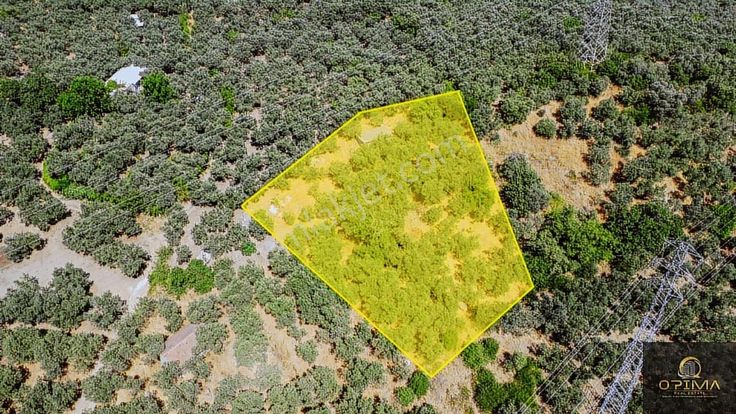 Opima Emlaktan Ocaklarda Ana Caddeye Yakın Satılık Zeytinlik