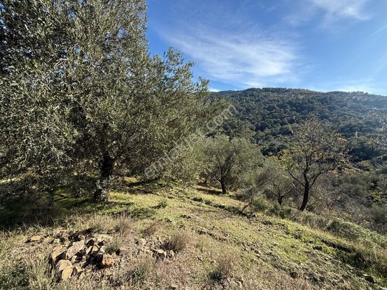 Yatırımcıya Özel Küçükdere'de Fırsat Zeytinlik