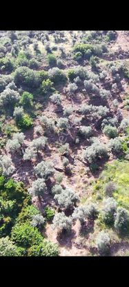 Bayındır Yakapınar Köyünde Satılık Zeytinlik