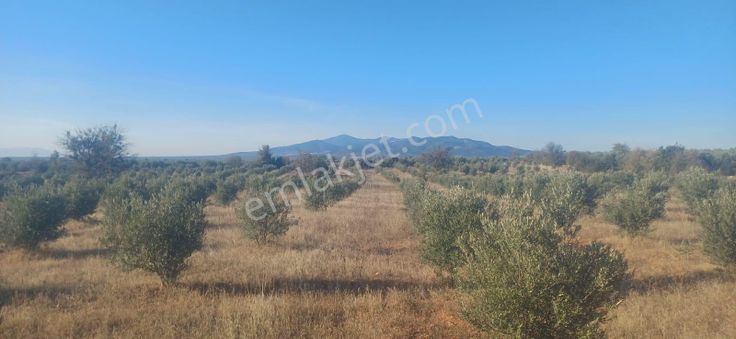 Yüksek Getirili Zeytinlik