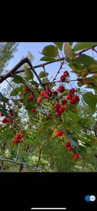 Hatunsaray'da 2.277 M2 Müstakil Tapu Satılık Bahçe