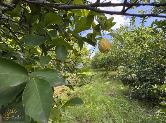 Sarıgerme Yol Üzeri Satılık 9546 M2 Satılık Tarla