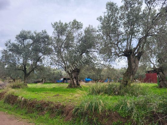 Belde Yerleşim Yeri Yakını 20 Ağaç Satılık Zeytin Bahçesi