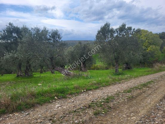 Havran Hamambaşında Satılık 1.700 M2 Zeytin Bahçesi