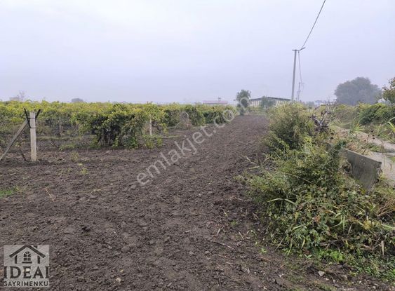 Manisa Yunusemre Muradiye Göksu Yakını 4.200m2 Direkli Bağ