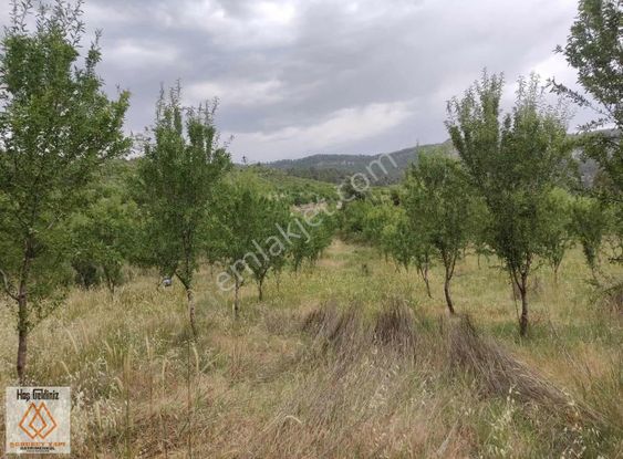 Yatırımlık Yıllık 1.500 Kilo Mahsül Veren Badem Bahçeleri