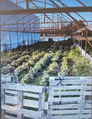 Frang Group'tan - Satılık 279 M2 Köye Yakın Asvalt A Cepheli