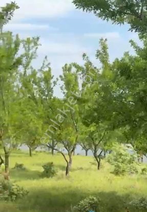 C21 Bal'dan Altıeylül Selimiye Mah.// 11.127m2 Bademlik Tarla