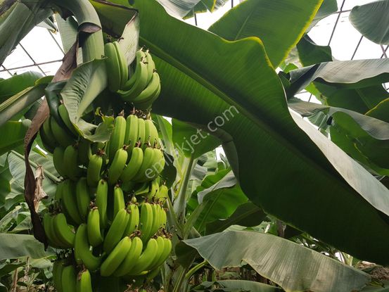 Mersin Anamur Gercebahşiş Satılık Muz Serası