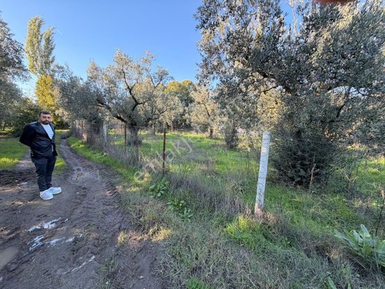 Bursa Emlak Alem-i Çakırlı Da 1.156 M2 Zeytinlik