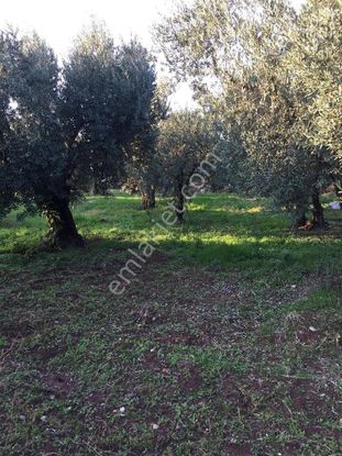 Bursa Nilüfer Gölyazı Da Satılık 6250 M2 Göle Cephe Tarla 12.000.000 Tl