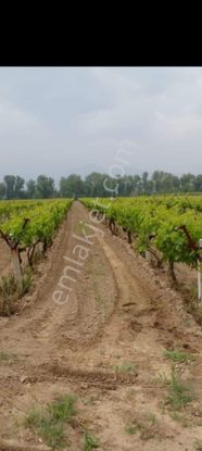 Satılık Bağ Yaşar Emlaktan