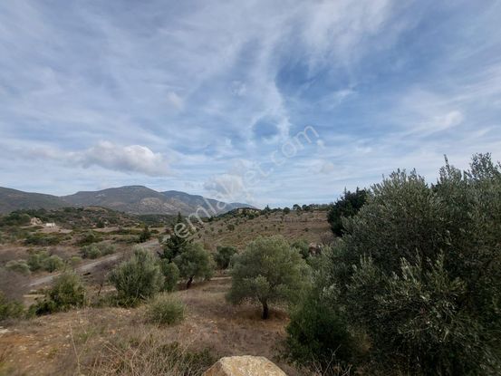 Muğla Datça Yazı’da 8.400 M² Müstakil Tapulu Satılık Kelepir Zeytinlik