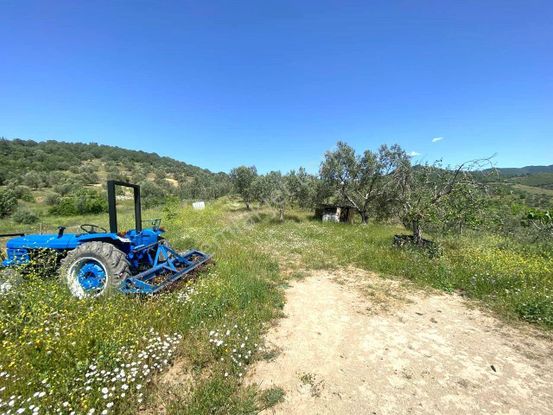 💦 Aktif'ten Burhaniye Kırtıkta Doğa Ve Deniz Manzaralı 40800m2 Satılık Zeytinlik 💦💦