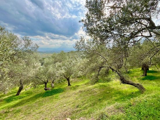 Gümüşden Pınarbaşı Köyünde 1864 M² Köy Meydanına Yakın Zeytinlik