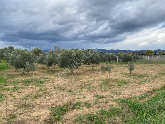 Filibe Gayrimenkulden Merkezin Dibi 910 M2 Tapulu Bahçe Fırsatı