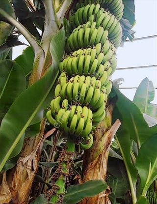 Gündoğdu Mah.satılık Muz Serası