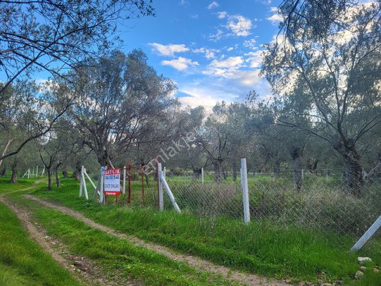 Prefabrik & Bungalow Yapımına Uygun 370 M2 Zeytin Bahçesi