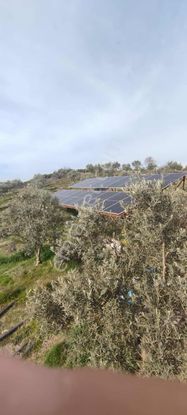 Jasse'den Manisa Demirci'de Zeytinlik