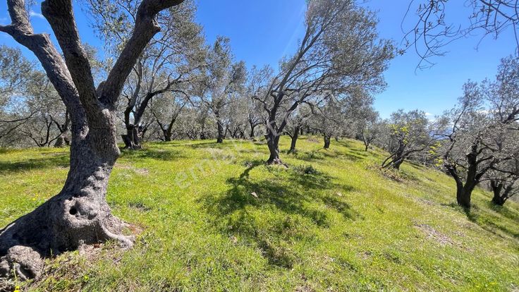 Başaran Emlak'tan Satılık Muhteşem Manzaralı Beyoba'da Zeytinlik