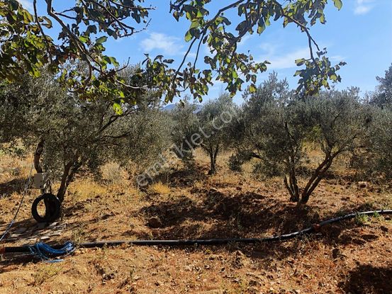 Rw Nefes'ten Şahinler'de 65 Ağaçlı Fırsat Zeytinlik