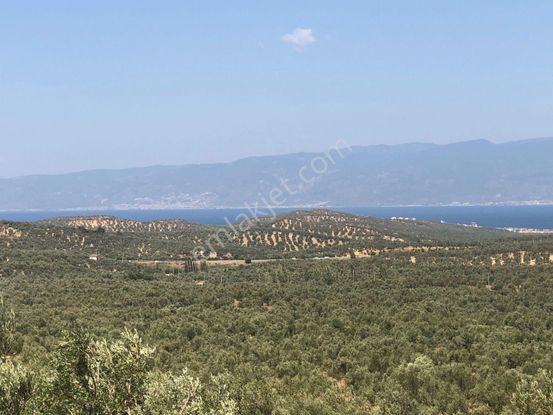 Rw Nefes'ten Pelitköy'de Deniz Manzaralı 5100 M² Zeytinlik