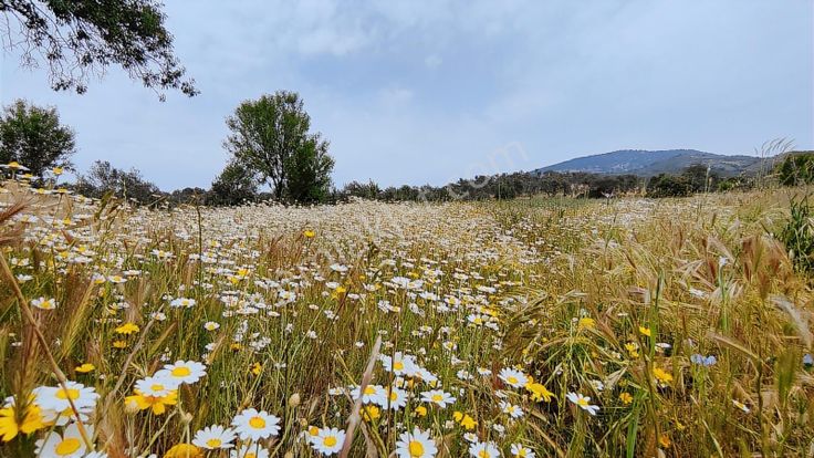 Rw Nefes Gayrimenkul' Den Yeni Baraj Yakınında Satılık Tarla