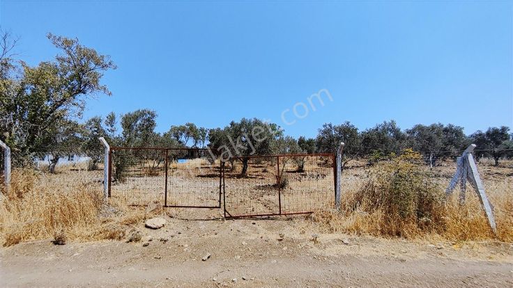 Rw Nefes'ten Burhaniye Hisar'da Satılık 4787 M² Zeytinlik