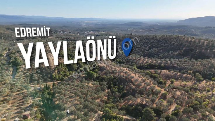 Turyap Altınoluktan Yaylaönü Biller Mevkinde Satılık Zeytinlik