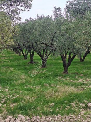 Akhisar Ballıca'da Yol Cepheli Tek Tapu 4000m2 Zeytinlik