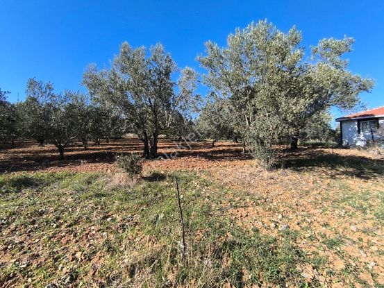 Manisa Sehzadeler Karaoğlanlı 'da 5.000m2 Zeytinlik 5.200.000tl