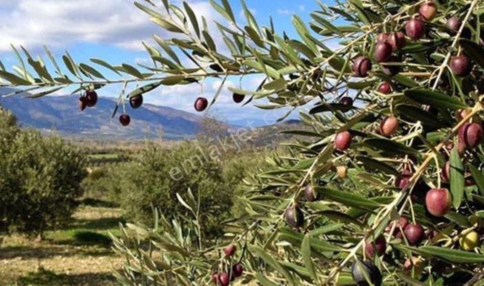 Aydın ,germencik,balatçıkta Yatırımlık Verimli Zeytinlik