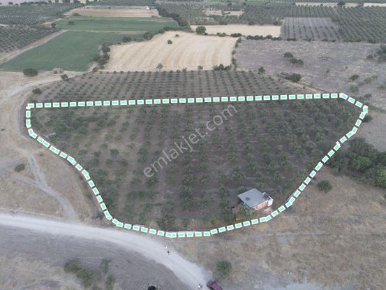 Dikili Demirtaş'ta Yatırımlık Hazır Altyapılı Bakımlı Zeytinlik