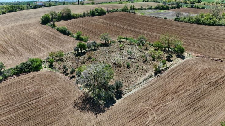 2150 M2 Üzüm Bağı, Yeni Olacak Çanakkale Yoluna 500 Mt Mesafede