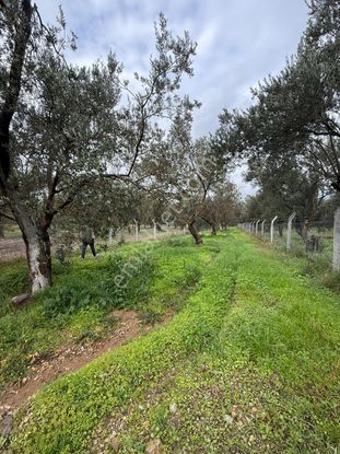 Havran Büyükdere Asfalta Cepheli Zeytinlik