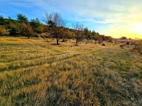 Denizli Bekilli Kutlubey'de 3.126 M2 Çok Uygun Yatırımlık Tarla. Açıklamayı Okuyarak Arayınız.