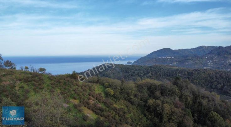 Yason Yarımadasında Parsellenebilir Satılık 7825 M2. Bahçe.