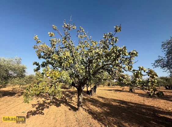 Arıl Nizip Yoluna Yakın Resmi Yola Cepheli Gaziantep 25 Dk Frsat