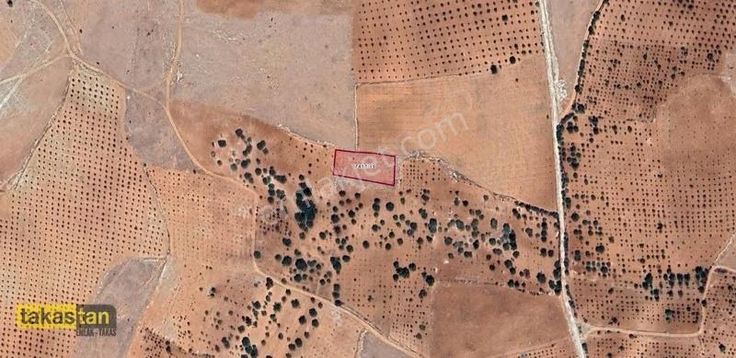 Suboğazı Sınırı Tek Tapu Uygun Fiyatlı Fırsat Arazi